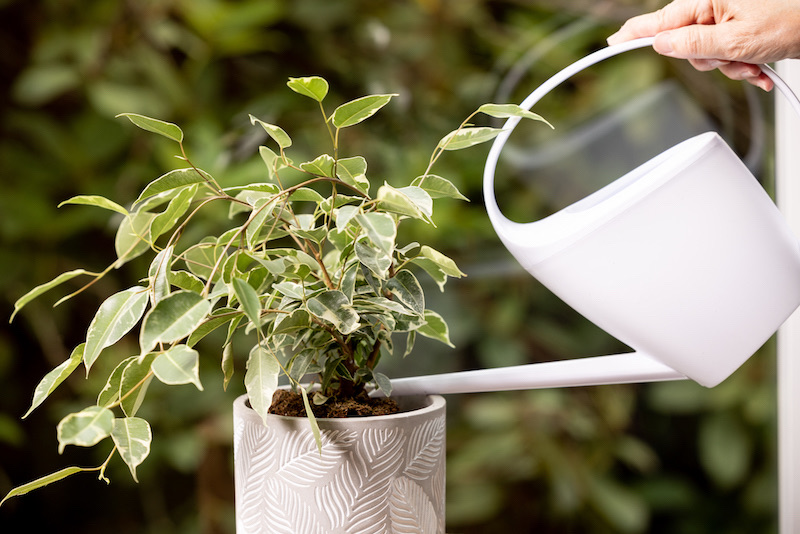 10 Essential Plant Care Tips Every Beginner Should Know