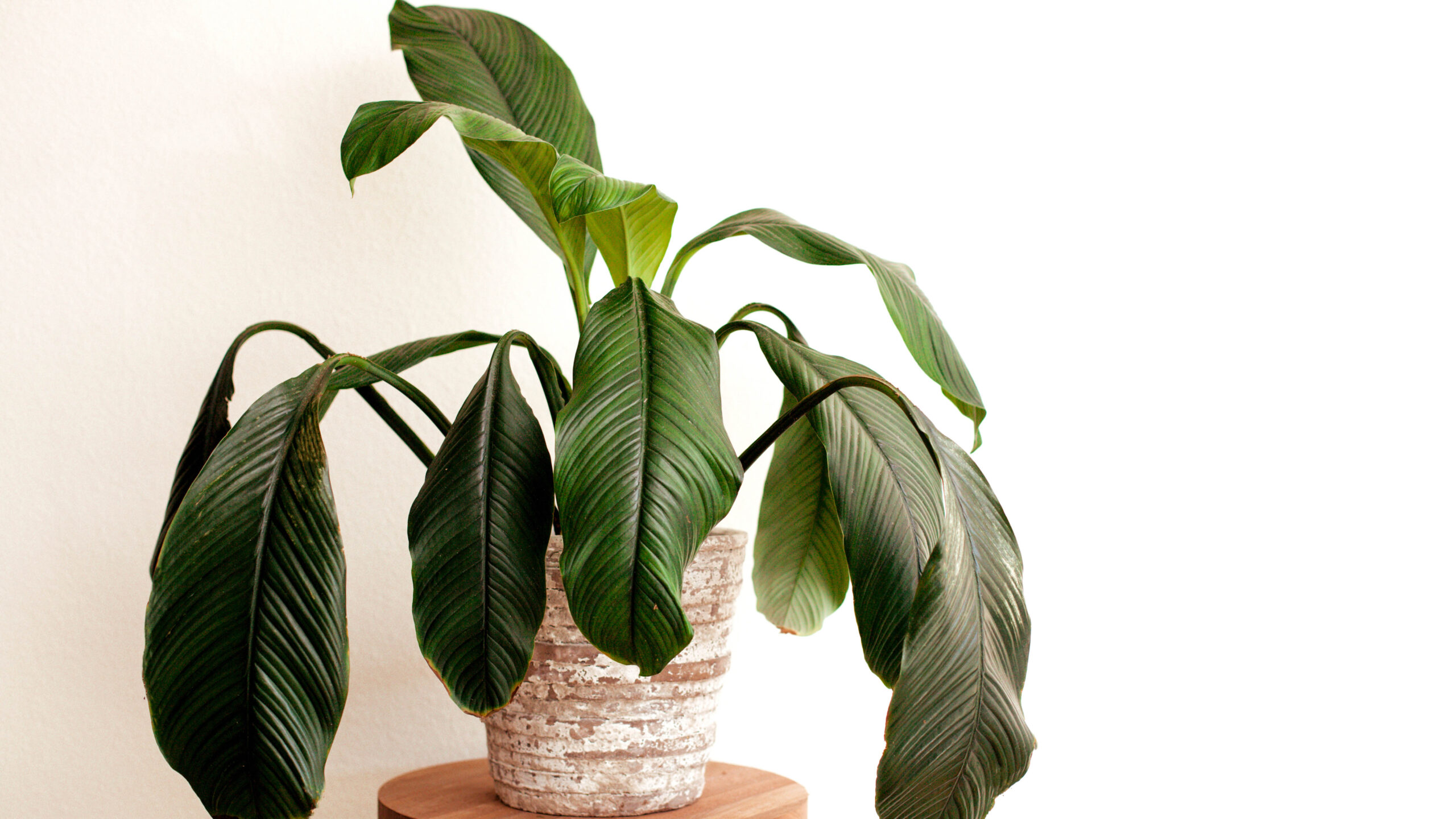 How to Save a Dying Plant: 8 Simple Steps That Really Work