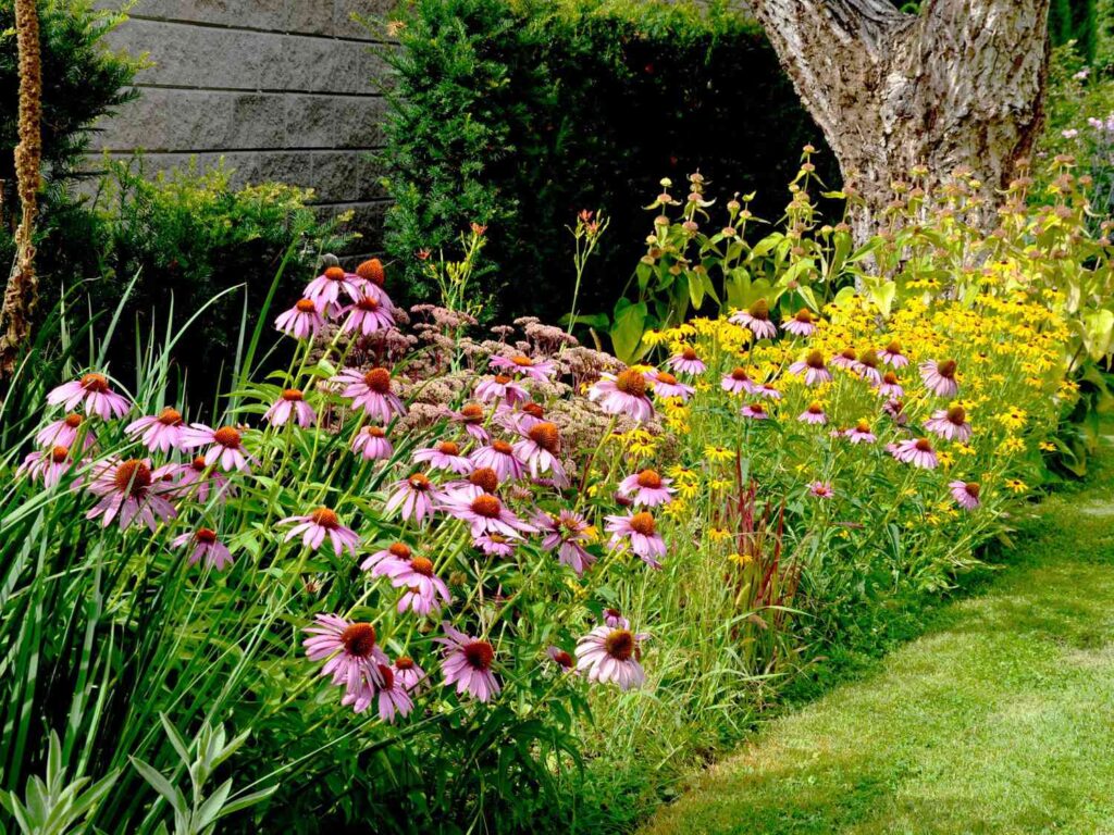 Top 10 Drought-Tolerant Garden Plants That Thrive in Any Climate