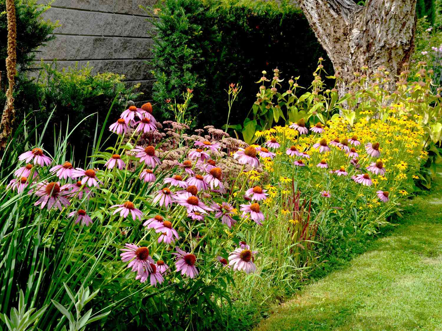Top 10 Drought-Tolerant Garden Plants That Thrive in Any Climate