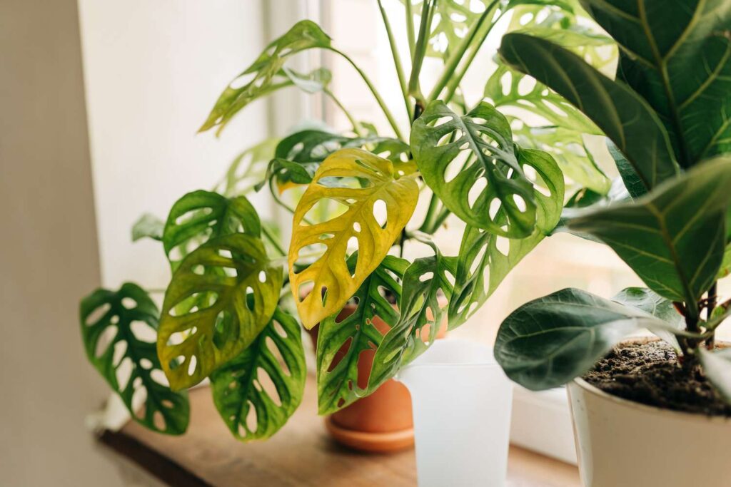 Why Your Plant Leaves Are Turning Yellow (And How to Fix It)