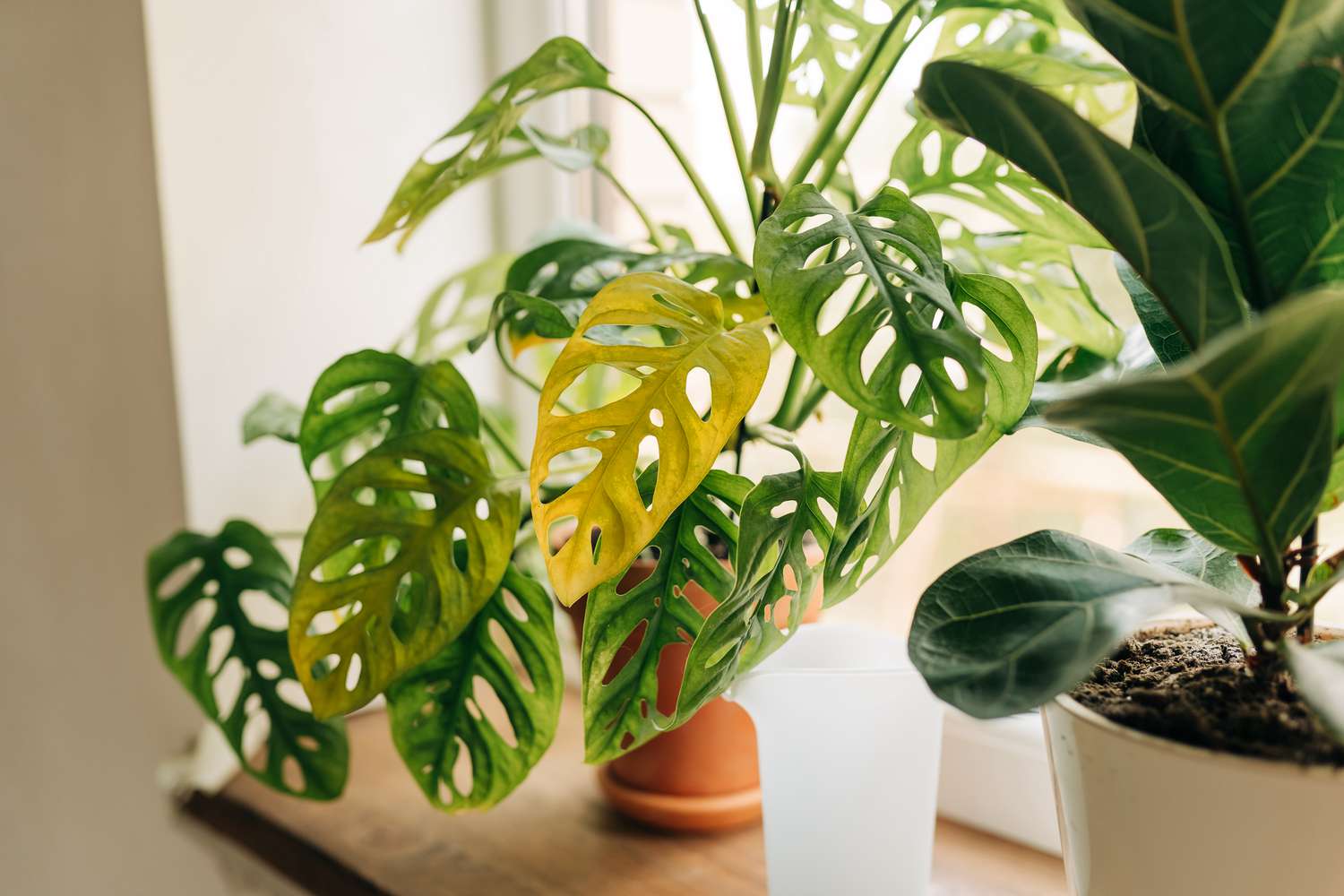 Why Your Plant Leaves Are Turning Yellow (And How to Fix It)