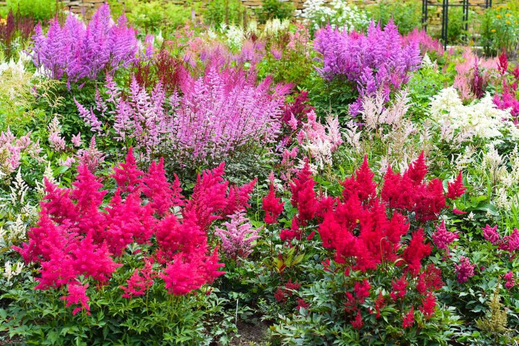 15 Beautiful Garden Plants That Bloom All Year Round