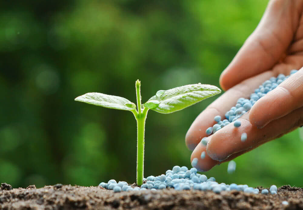 The Best Natural Fertilizers to Help Your Plants Thrive
